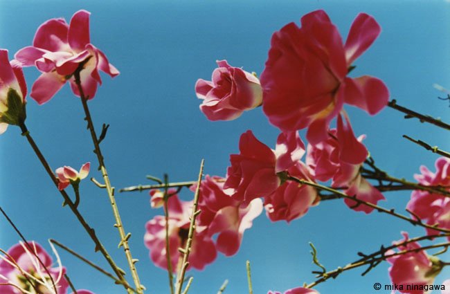 绚烂的色彩: 日本摄影家蜷川实花