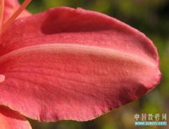 Photoshop制作树叶上的露珠