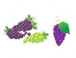 水果系列:葡萄矢量素材