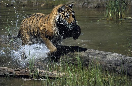 摄影师Peter Weimann野生动物摄影作品