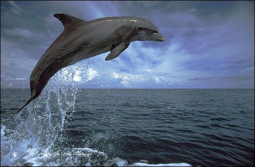 摄影师Peter Weimann野生动物摄影作品