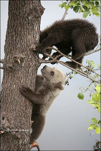 摄影师Peter Weimann野生动物摄影作品