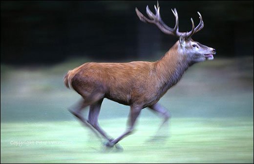 摄影师Peter Weimann野生动物摄影作品