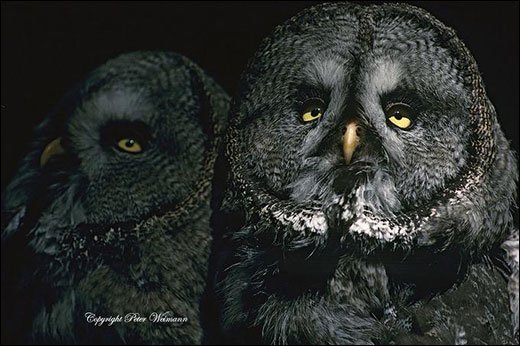 摄影师Peter Weimann野生动物摄影作品