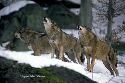 摄影师Peter Weimann野生动物摄影作品