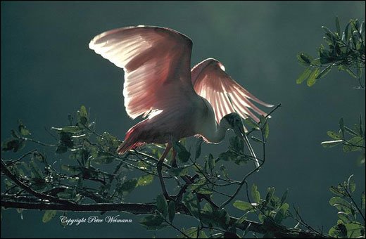 摄影师Peter Weimann野生动物摄影作品