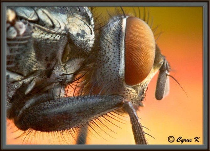 CYRUS昆虫微距摄影作品之二