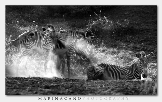 Marina Cano野生动物摄影欣赏-下