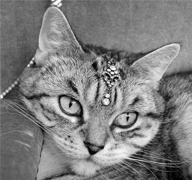 Pietern可爱的猫和老鼠摄影作品欣赏