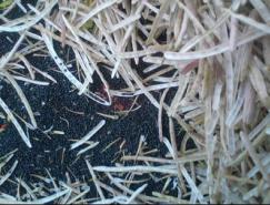 Photoshop调色教程:快速调出照片的金黄色调