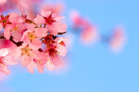 春之气息:35张春天的摄影图片