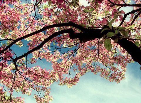 春之气息:35张春天的摄影图片