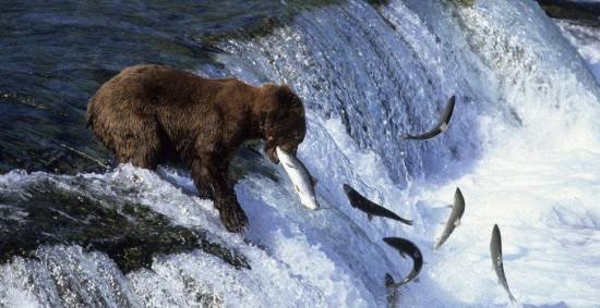 自然摄影大师Art Wolfe动物摄影欣赏