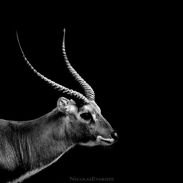 动物黑白摄影欣赏