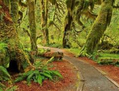 12张绝美的秋天树林摄影欣赏