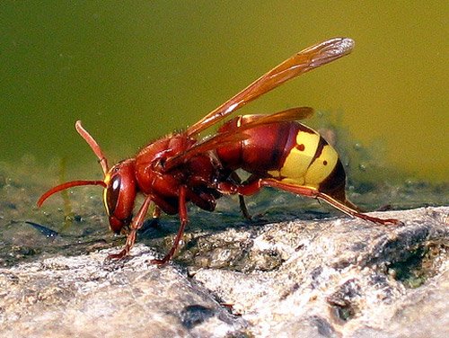 46张精美的昆虫微距摄影