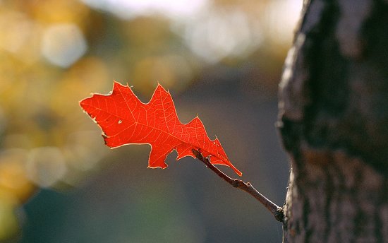 摄影技巧之秋季去户外拍树叶
