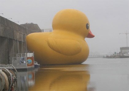 duck