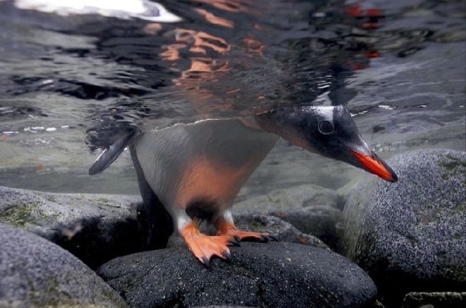 国家地理摄影师Paul Nicklen极地摄影欣赏