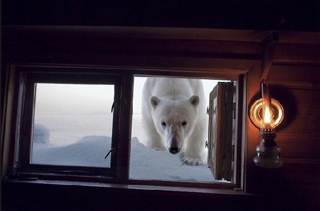 国家地理摄影师Paul Nicklen极地摄影欣赏