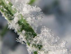 超美丽的雪花摄影欣赏