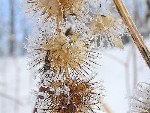 白色梦幻: 冬季雪景摄影欣赏