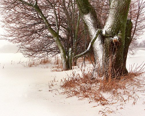 白色梦幻: 冬季雪景摄影欣赏