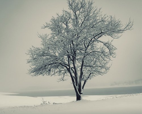 白色梦幻: 冬季雪景摄影欣赏