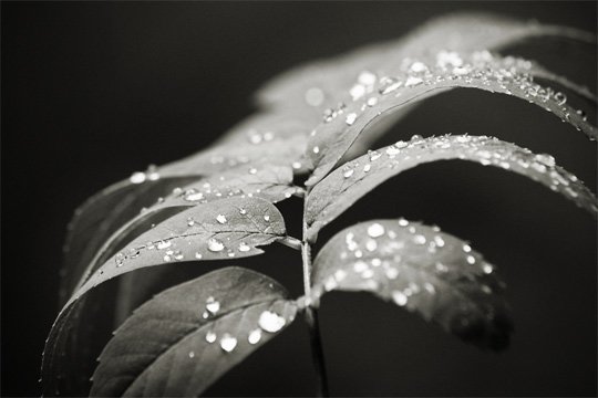 漂亮的黑白自然摄影