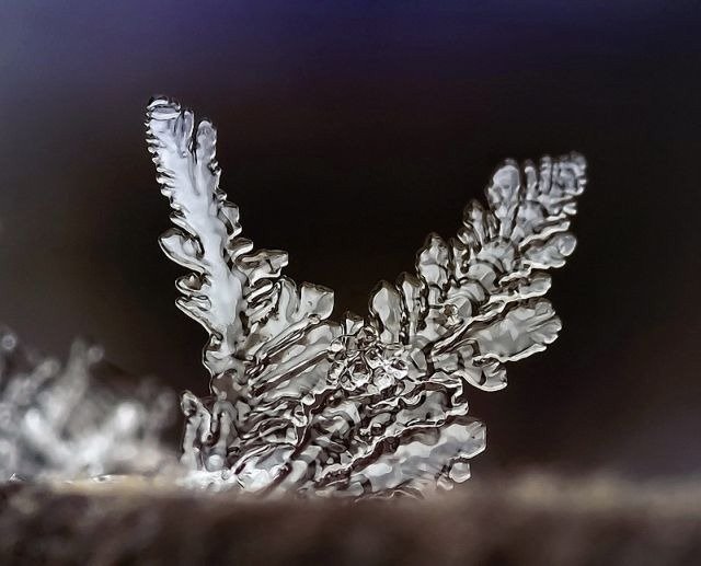 冬季的奇迹：晨露冰冻微距摄影