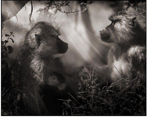 Nick Brandt黑白动物摄影