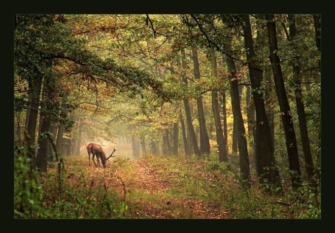 漂亮的森林风景摄影
