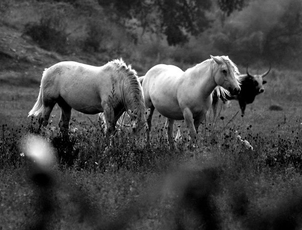 25张漂亮的黑白动物摄影欣赏