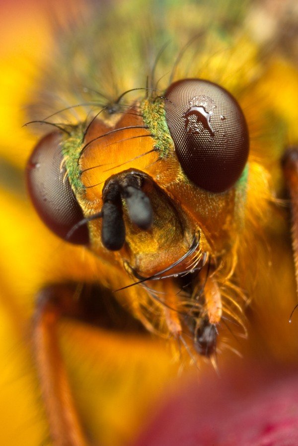 36张漂亮的昆虫微距摄影