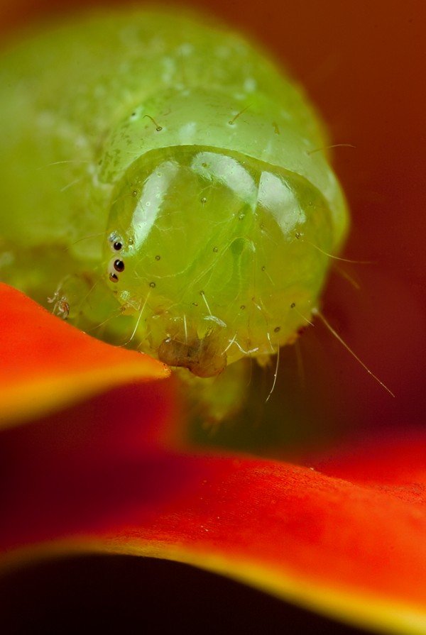 36张漂亮的昆虫微距摄影
