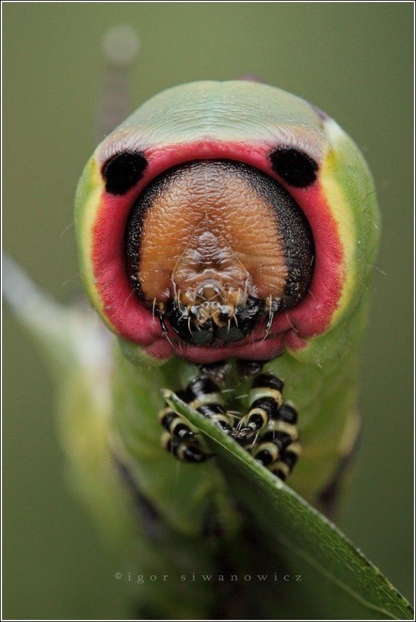 摄影师Igor Siwanowicz精彩的昆虫微距摄影