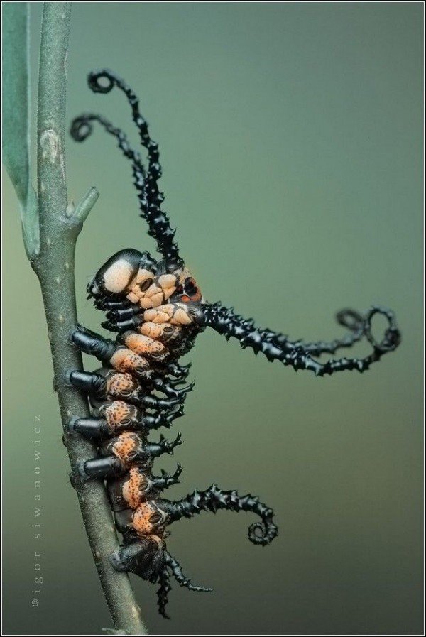 摄影师Igor Siwanowicz精彩的昆虫微距摄影