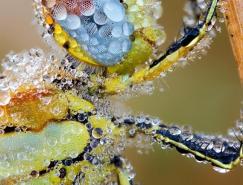 清新之美：裹滿露水的昆蟲攝影作品