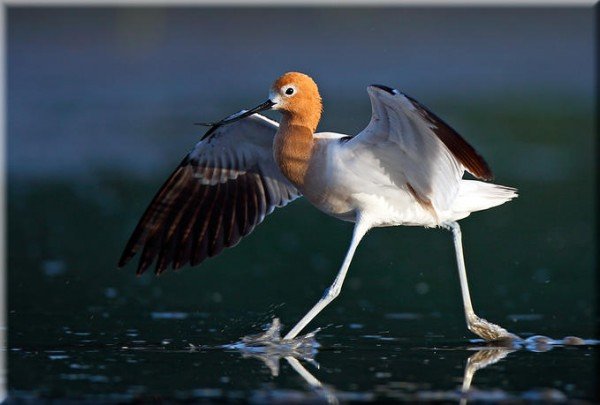 Linh Dinh鸟类摄影欣赏