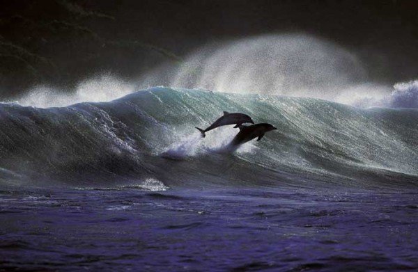 优雅的舞蹈：海豚摄影图片
