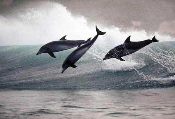 优雅的舞蹈：海豚摄影图片
