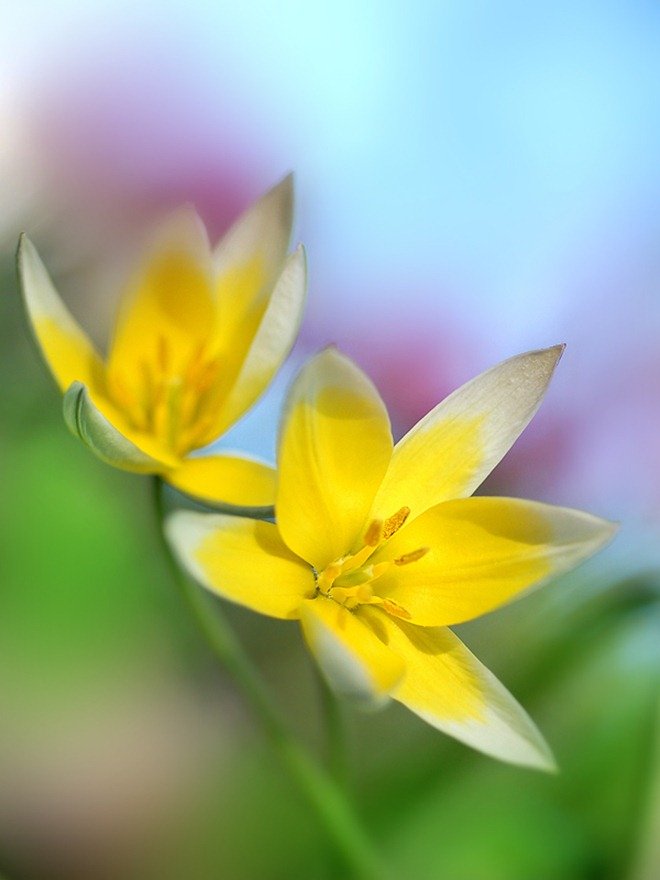 美丽的花：Makushina Tatyana摄影作品