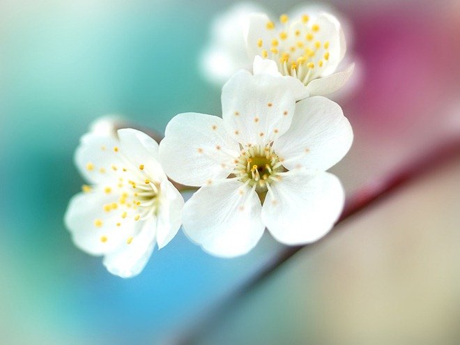 美丽的花：Makushina Tatyana摄影作品