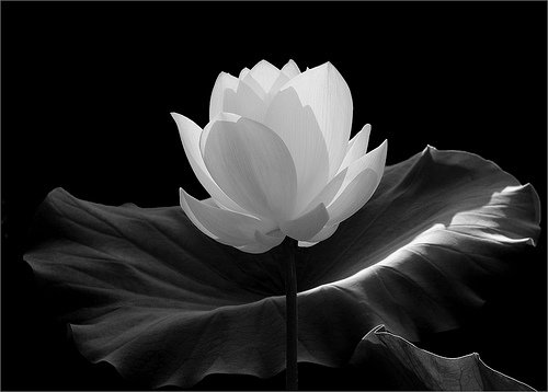 120张漂亮的黑白摄影作品欣赏