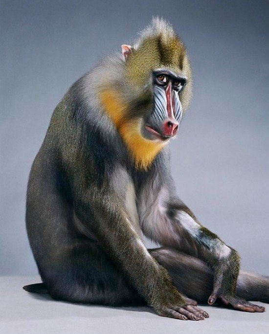 20张可爱的猴子肖像摄影作品