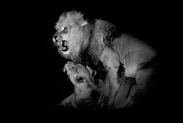 Hannes Lochner黑白摄影：非洲卡拉哈里沙漠野生动物