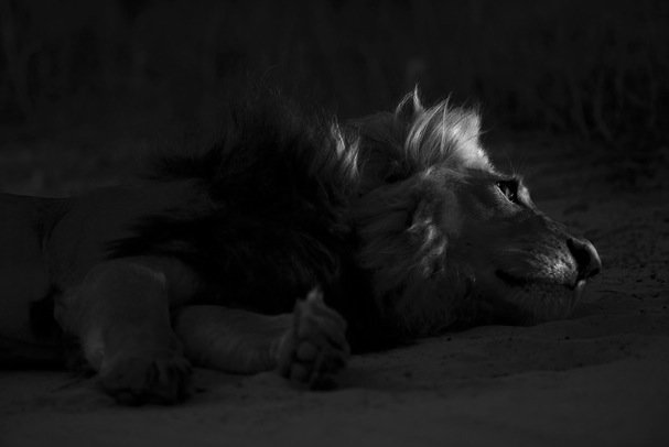 Hannes Lochner黑白摄影：非洲卡拉哈里沙漠野生动物