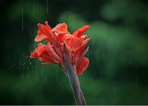 20张美丽的雨景摄影作品