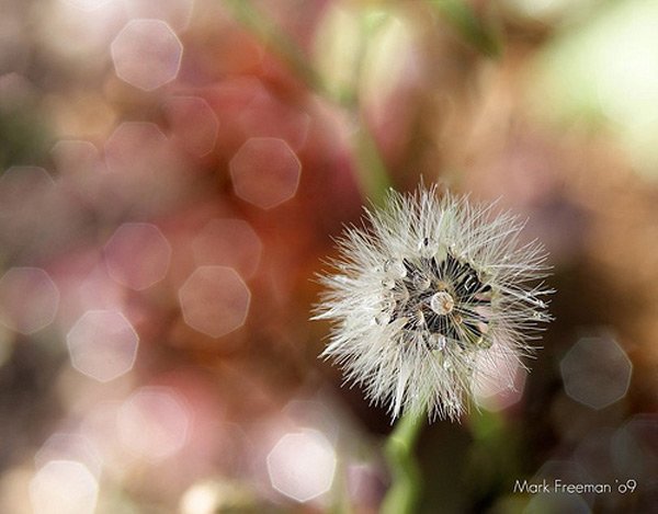 漂亮和令人陶醉的背景虚化(Bokeh)摄影作品