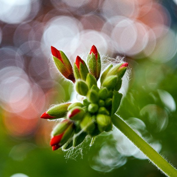 漂亮和令人陶醉的背景虚化(Bokeh)摄影作品